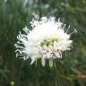 Fotografia 11 da espécie Cephalaria leucantha do Jardim Botânico UTAD