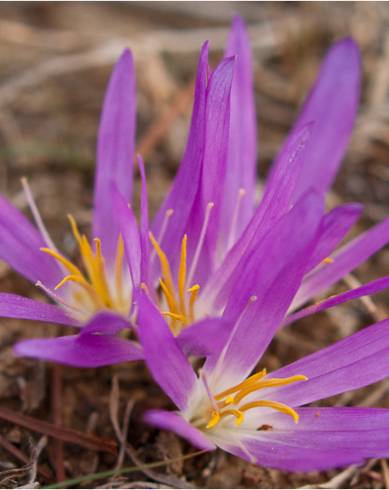 Fotografia de capa Merendera filifolia - do Jardim Botânico