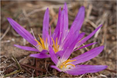 Fotografia da espécie Merendera filifolia