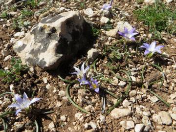 Fotografia da espécie Merendera filifolia