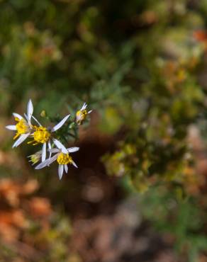 Fotografia 3 da espécie Galatella sedifolia no Jardim Botânico UTAD