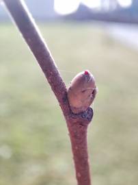 Fotografia da espécie Corylus avellana