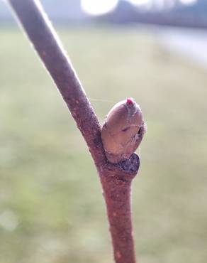 Fotografia 5 da espécie Corylus avellana no Jardim Botânico UTAD