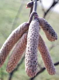 Fotografia da espécie Corylus avellana