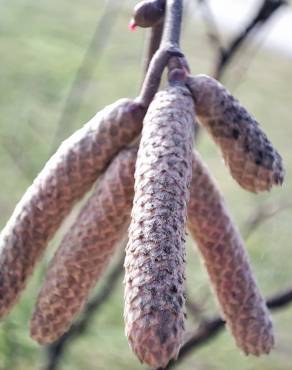 Fotografia 4 da espécie Corylus avellana no Jardim Botânico UTAD