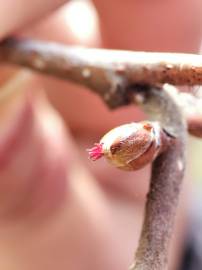 Fotografia da espécie Corylus avellana