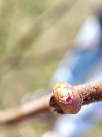 Fotografia da espécie Corylus avellana