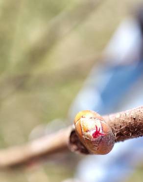 Fotografia 30 da espécie Corylus avellana no Jardim Botânico UTAD