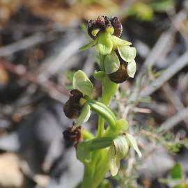 Fotografia da espécie Ophrys bombyliflora