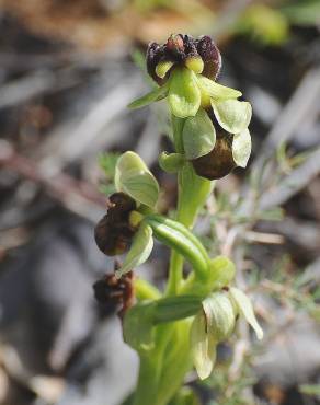 Fotografia 16 da espécie Ophrys bombyliflora no Jardim Botânico UTAD