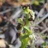 Fotografia 16 da espécie Ophrys bombyliflora do Jardim Botânico UTAD