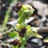 Fotografia 17 da espécie Ophrys bombyliflora do Jardim Botânico UTAD