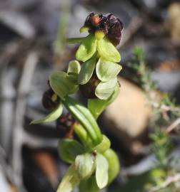 Fotografia da espécie Ophrys bombyliflora