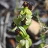 Fotografia 18 da espécie Ophrys bombyliflora do Jardim Botânico UTAD