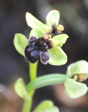 Fotografia 19 da espécie Ophrys bombyliflora no Jardim Botânico UTAD