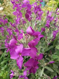 Fotografia da espécie Matthiola incana subesp. incana