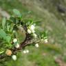 Fotografia 7 da espécie Vaccinium uliginosum do Jardim Botânico UTAD