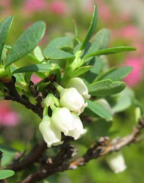 Fotografia 5 da espécie Vaccinium uliginosum no Jardim Botânico UTAD