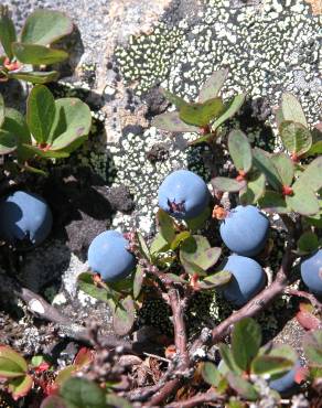 Fotografia 1 da espécie Vaccinium uliginosum no Jardim Botânico UTAD