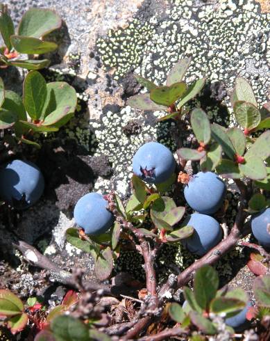 Fotografia de capa Vaccinium uliginosum - do Jardim Botânico