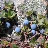 Fotografia 1 da espécie Vaccinium uliginosum do Jardim Botânico UTAD