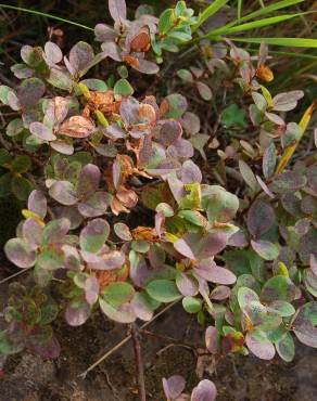 Fotografia 9 da espécie Vaccinium uliginosum no Jardim Botânico UTAD