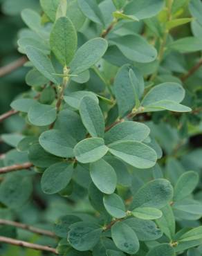 Fotografia 11 da espécie Vaccinium uliginosum no Jardim Botânico UTAD