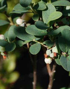 Fotografia 12 da espécie Vaccinium uliginosum no Jardim Botânico UTAD