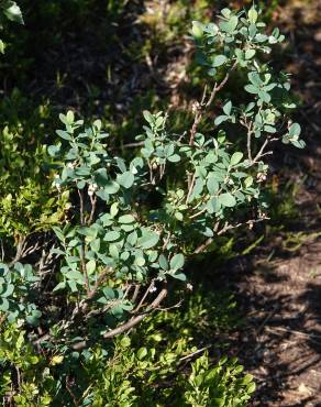 Fotografia 13 da espécie Vaccinium uliginosum no Jardim Botânico UTAD