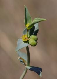 Fotografia da espécie Euphorbia falcata subesp. falcata