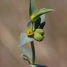 Fotografia 4 da espécie Euphorbia falcata subesp. falcata do Jardim Botânico UTAD
