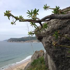 Fotografia da espécie Euphorbia pedroi