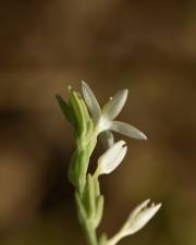 Fotografia da espécie Schenkia spicata