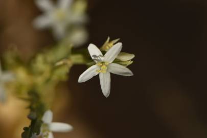 Fotografia da espécie Schenkia spicata
