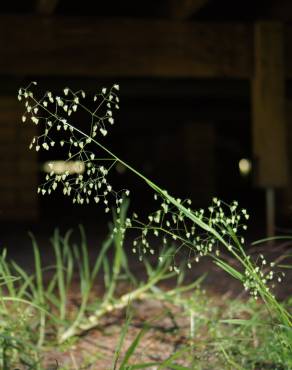 Fotografia 11 da espécie Briza minor no Jardim Botânico UTAD