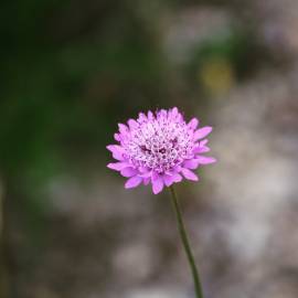 Fotografia da espécie Scabiosa atropurpurea