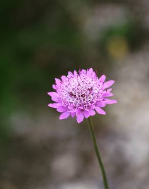 Fotografia 17 da espécie Scabiosa atropurpurea no Jardim Botânico UTAD