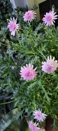 Fotografia da espécie Argyranthemum frutescens