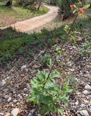 Fotografia 8 da espécie Scrophularia grandiflora no Jardim Botânico UTAD