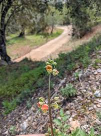 Fotografia da espécie Scrophularia grandiflora