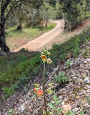 Fotografia 9 da espécie Scrophularia grandiflora no Jardim Botânico UTAD