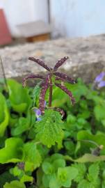 Fotografia da espécie Urtica membranaceae