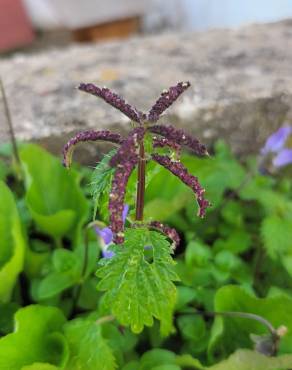 Fotografia 15 da espécie Urtica membranaceae no Jardim Botânico UTAD