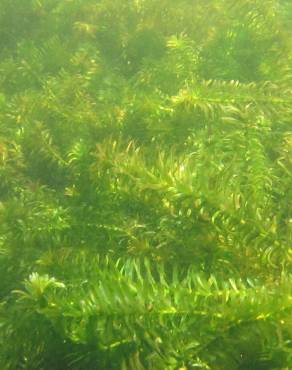 Fotografia 1 da espécie Egeria densa no Jardim Botânico UTAD