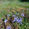 Fotografia 15 da espécie Moraea sisyrinchium do Jardim Botânico UTAD