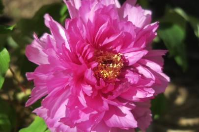 Fotografia da espécie Paeonia × suffruticosa