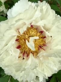Fotografia da espécie Paeonia × suffruticosa