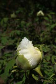 Fotografia da espécie Paeonia × suffruticosa