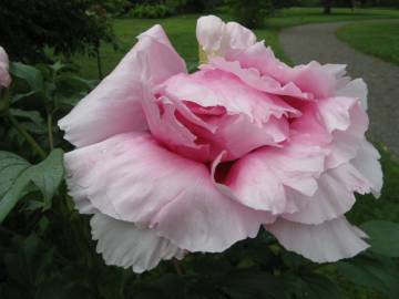Fotografia da espécie Paeonia × suffruticosa