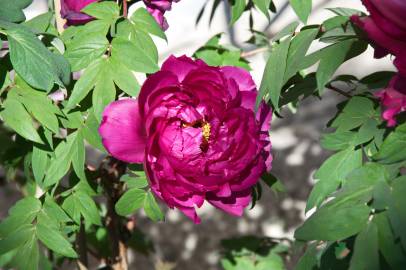Fotografia da espécie Paeonia × suffruticosa